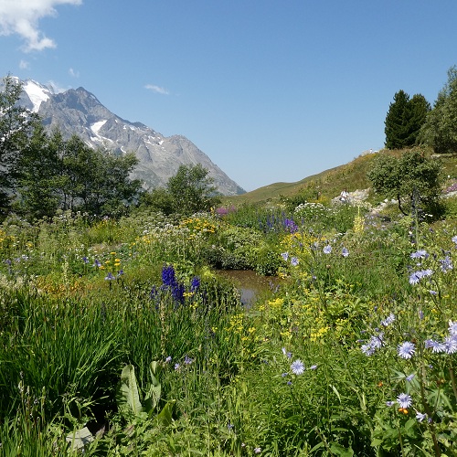 Jardin alpin du Lautaret